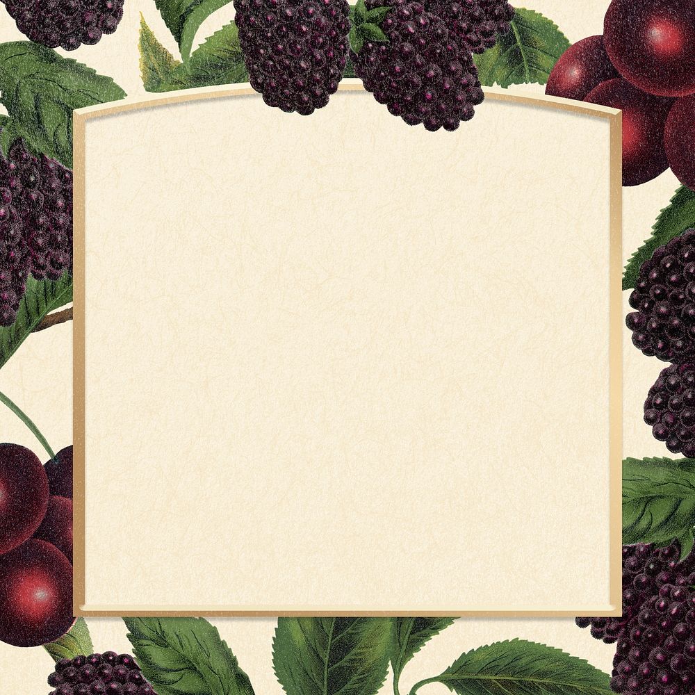 Blackberry botanical frame, vintage background psd