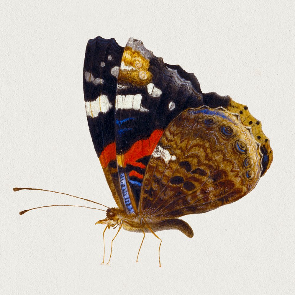 Vintage moth illustration, remixed from artworks by Jan van Kessel