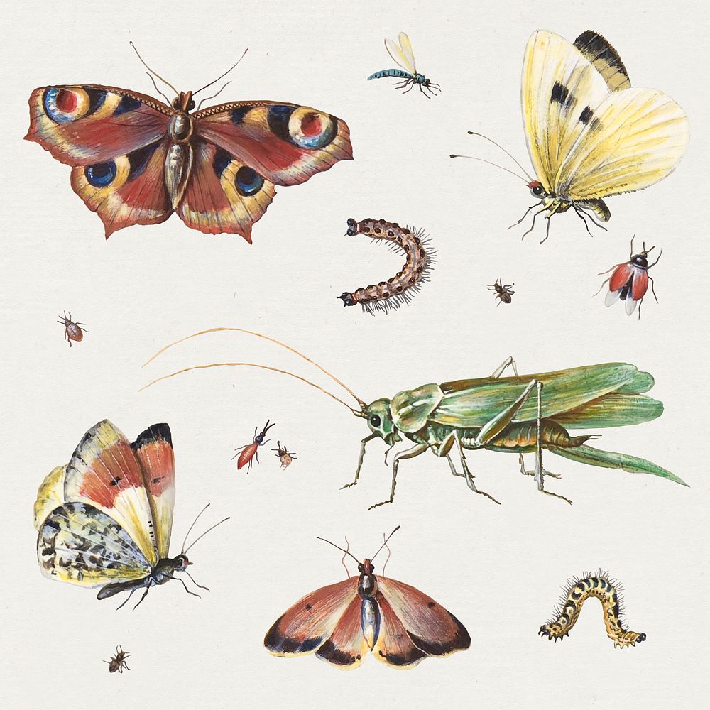 Insects, butterflies, grasshopper psd set, remixed from artworks by Jan van Kessel
