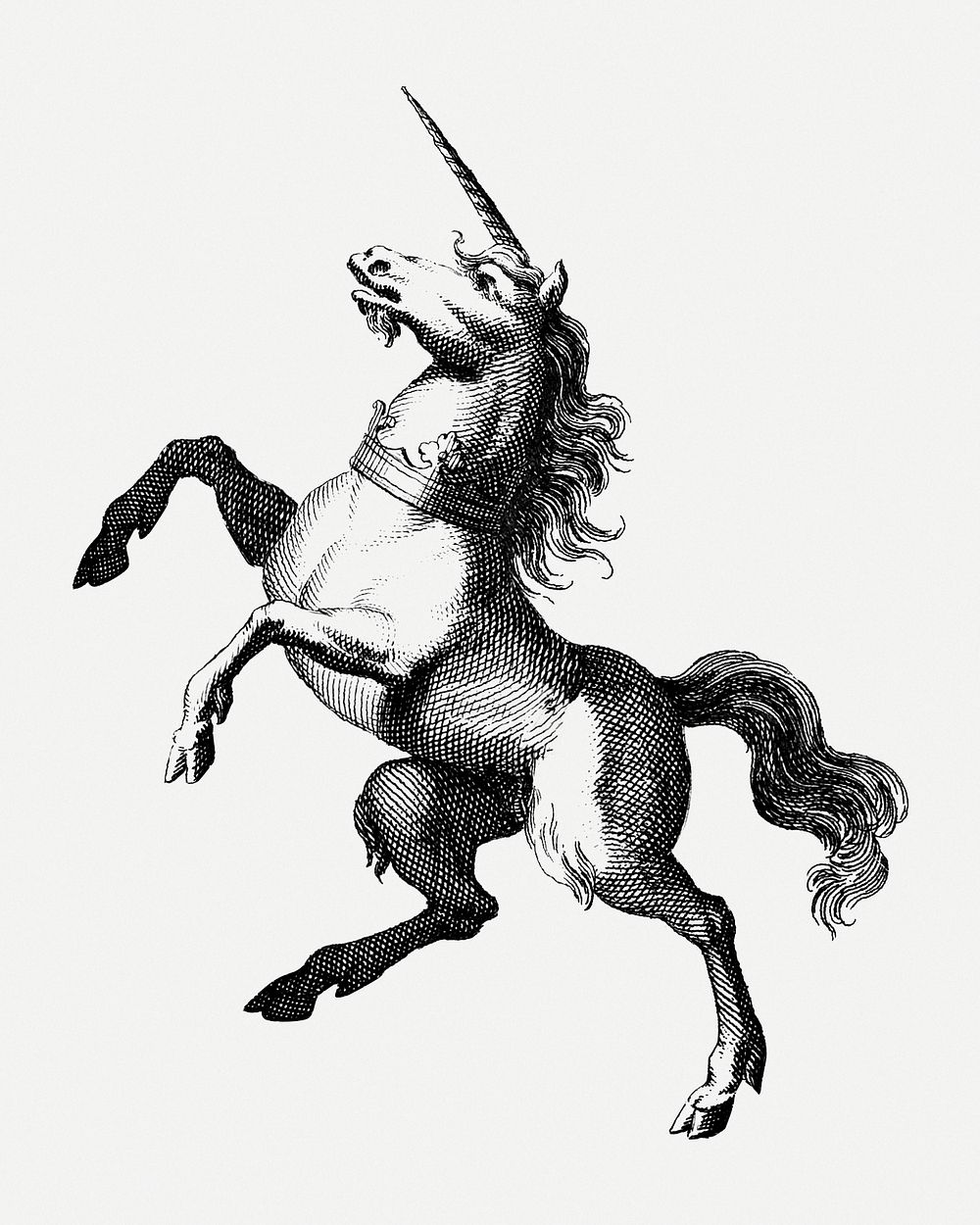 Vintage unicorn horse engraving illustration