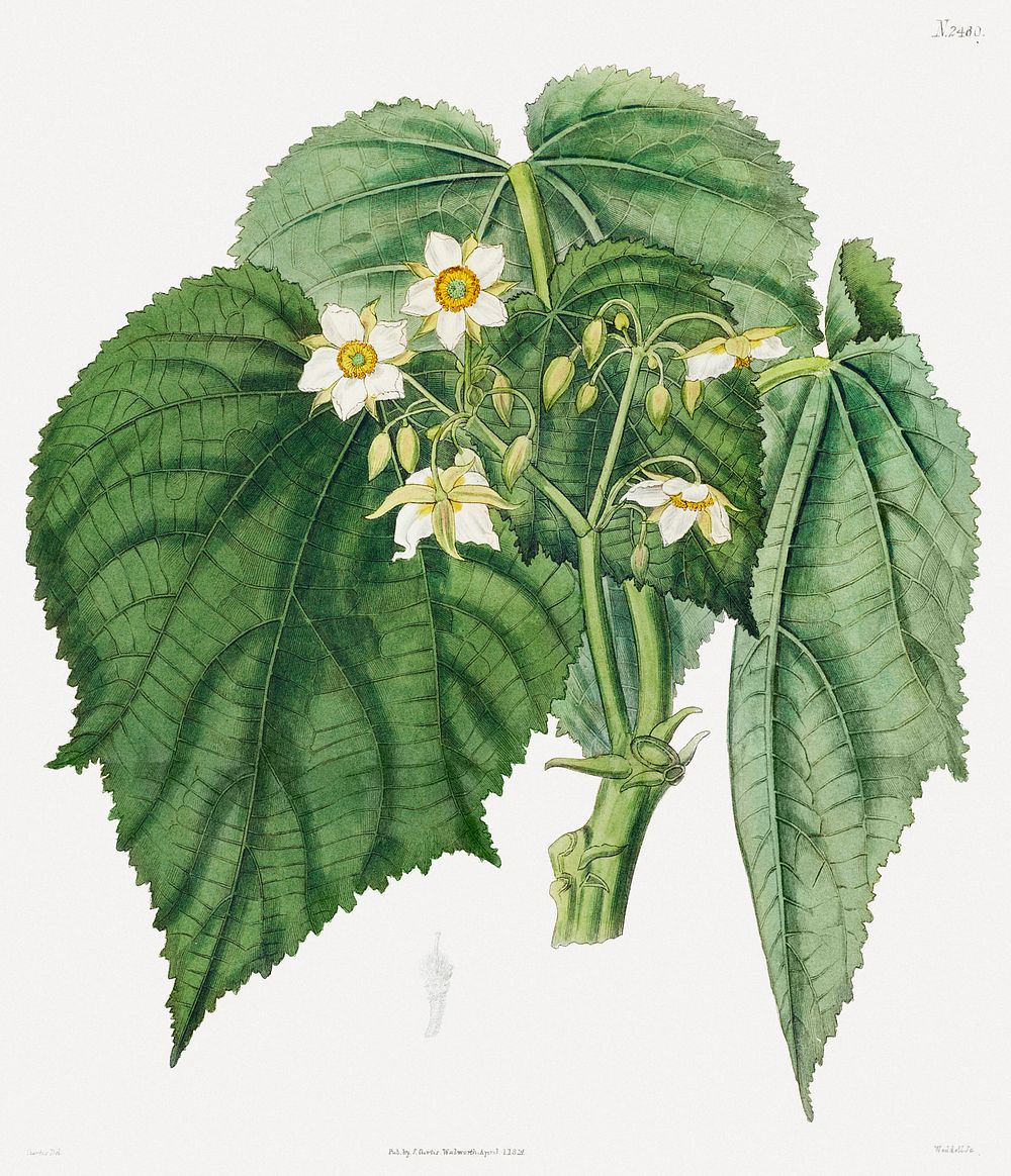 Entelea arborescens (1824) engraving in high resolution by the famous John Curtis. Original from Museum of New Zealand.…