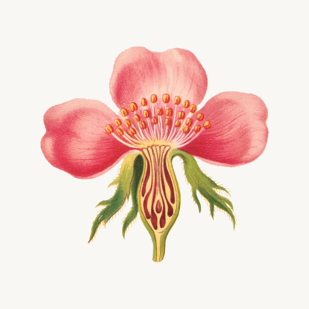 Vintage rose flower part botanical illustration, remix from artworks by L. Prang & Co.
