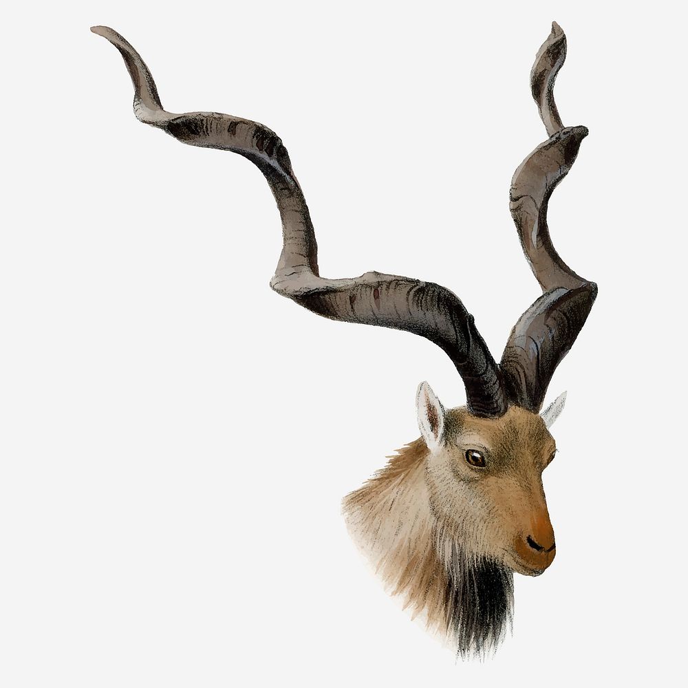 Markhor clipart, vintage animal drawing vector