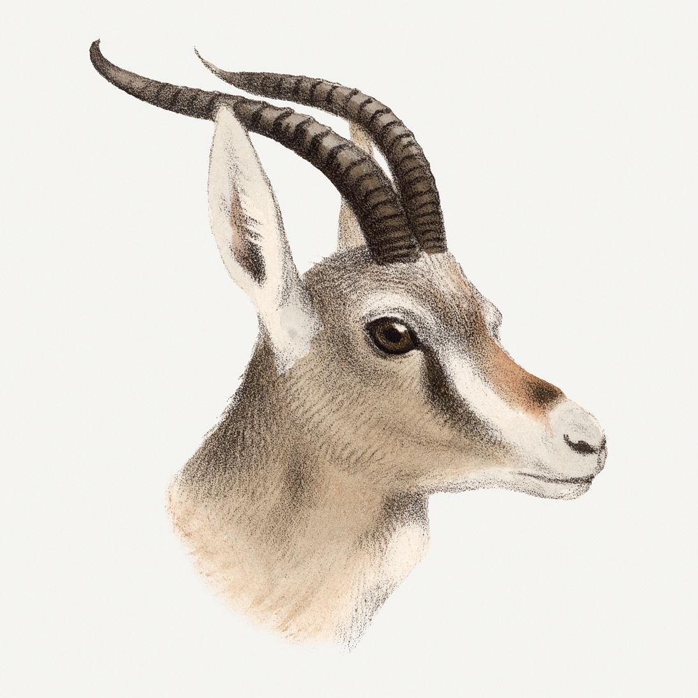 Vintage gazelle illustration, wildlife & animal drawing