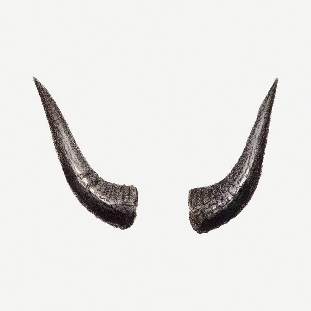 Vintage takin horns illustration, wildlife & animal drawing