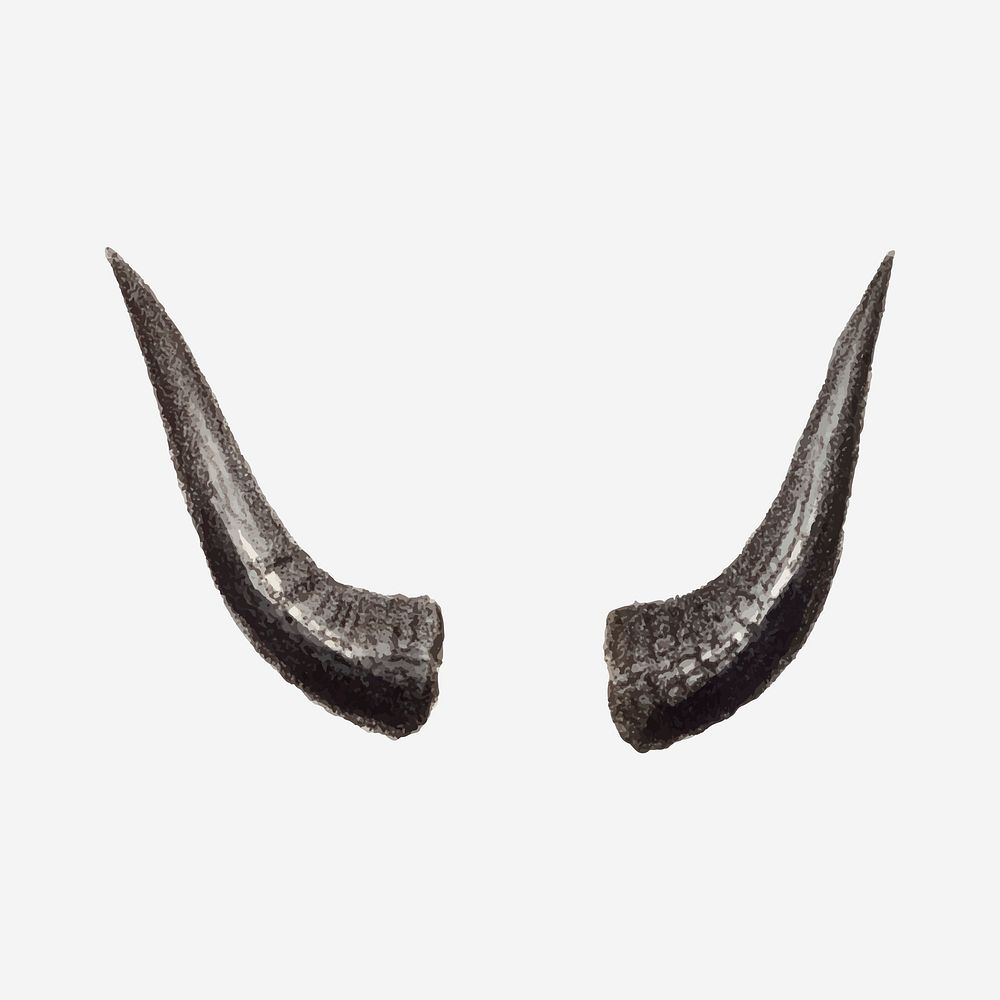 Vintage takin horns illustration, wildlife & animal drawing vector