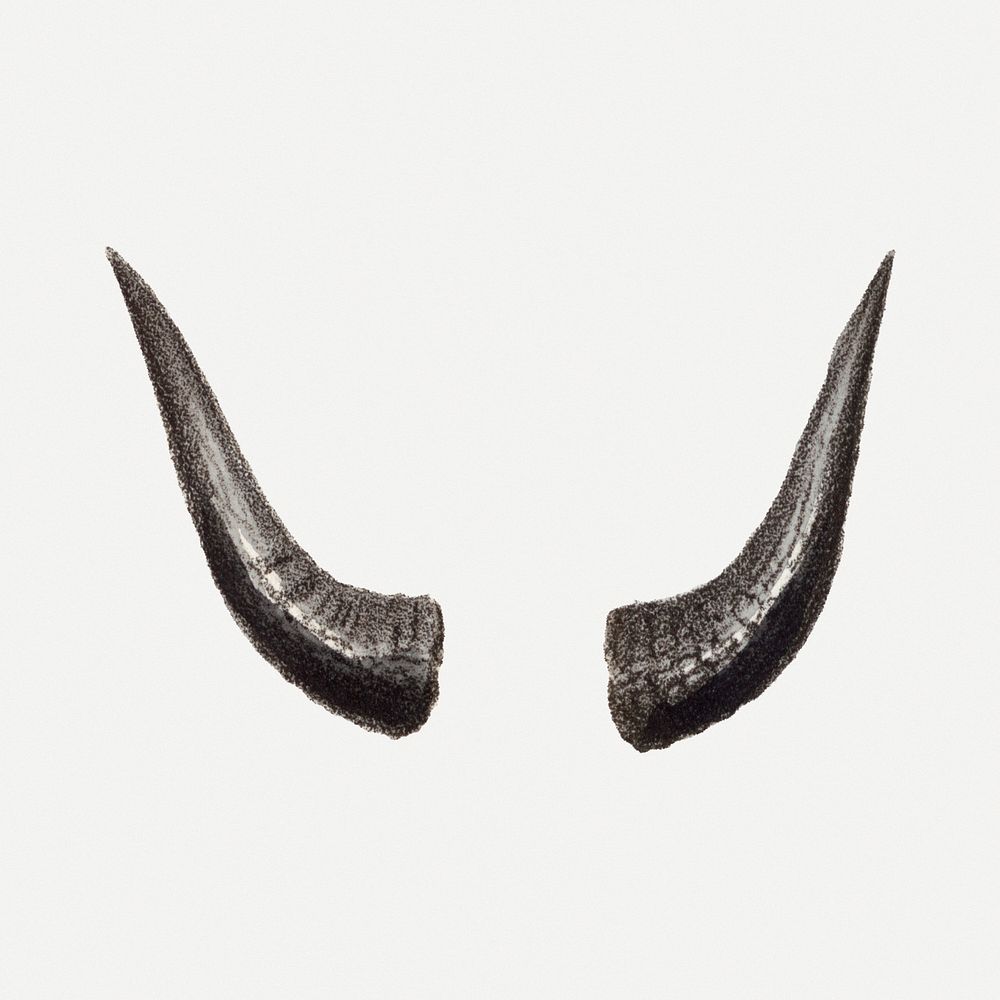 Vintage takin horns illustration, wildlife & animal drawing psd