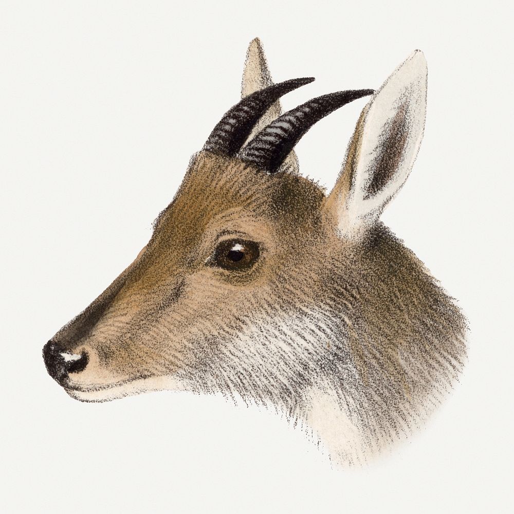 Vintage goral clipart, safari animal drawing