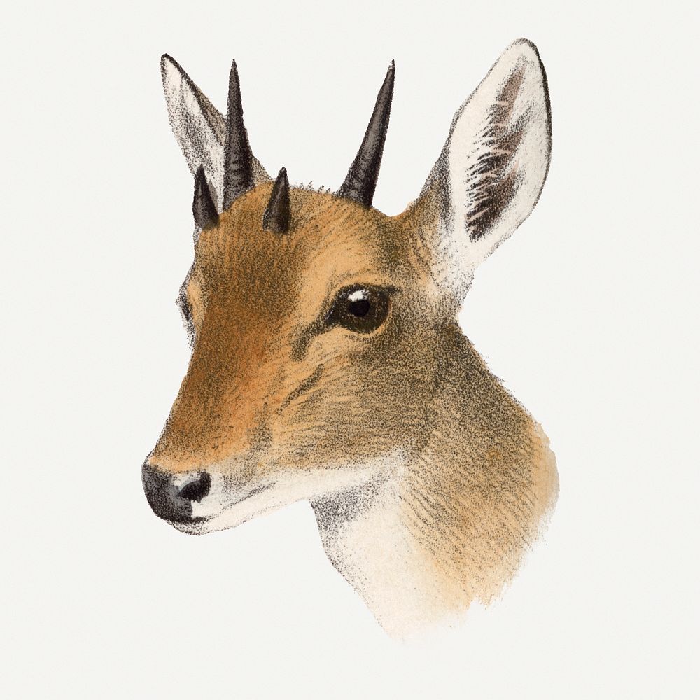 Vintage antelope clipart, safari animal drawing