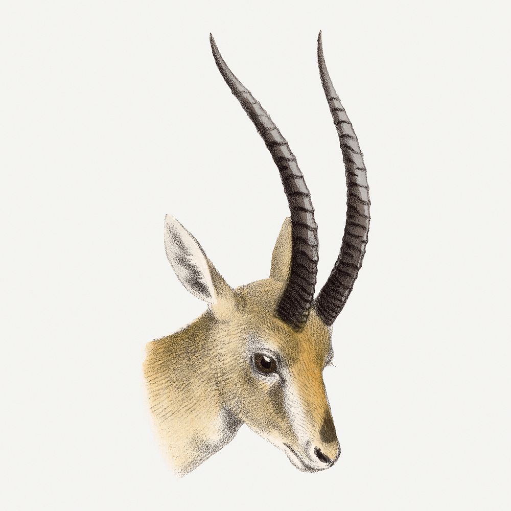 Vintage gazelle illustration, wildlife & animal drawing