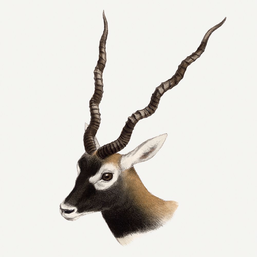 Vintage blackbuck illustration, wildlife & animal drawing