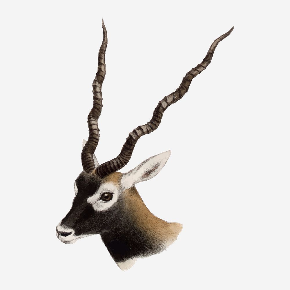 Blackbuck collage element, vintage wildlife illustration vector
