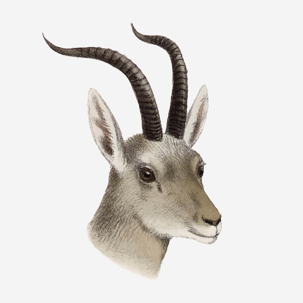Gazelle collage element, vintage wildlife illustration vector