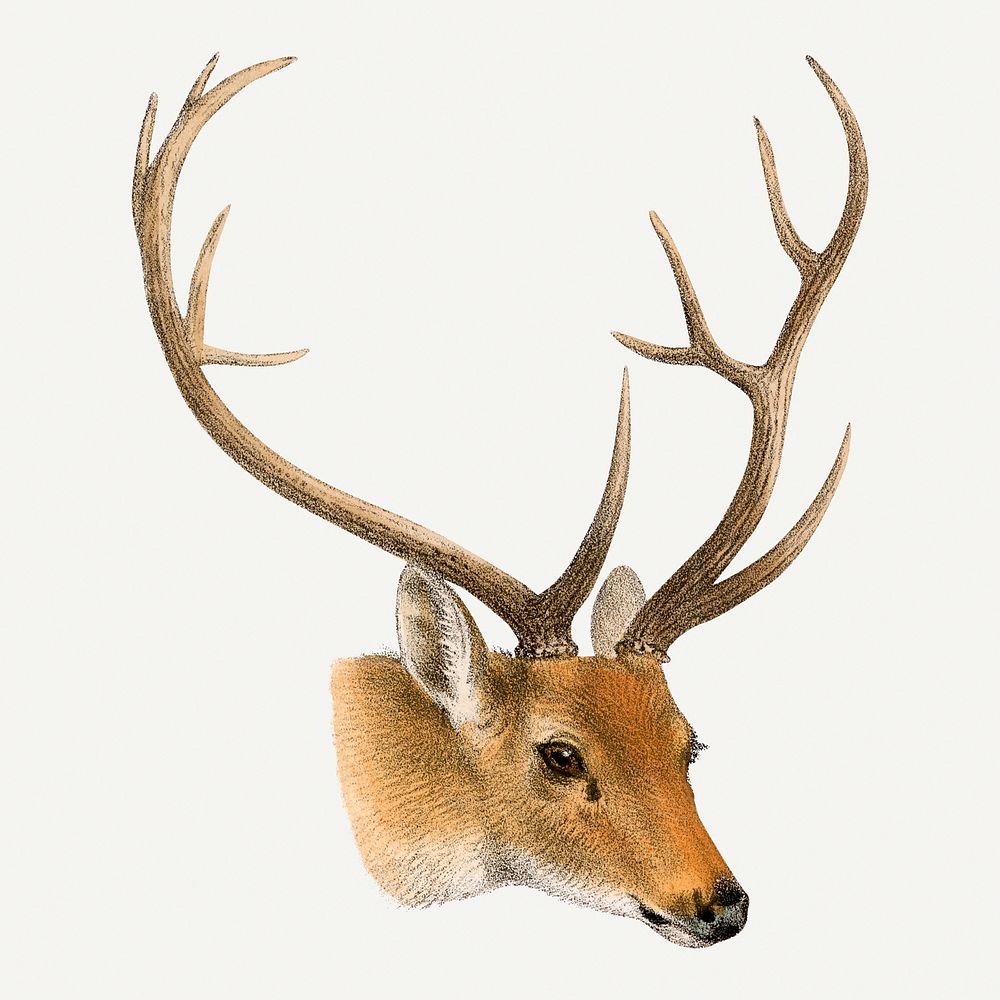 Vintage deer illustration, wildlife & animal drawing