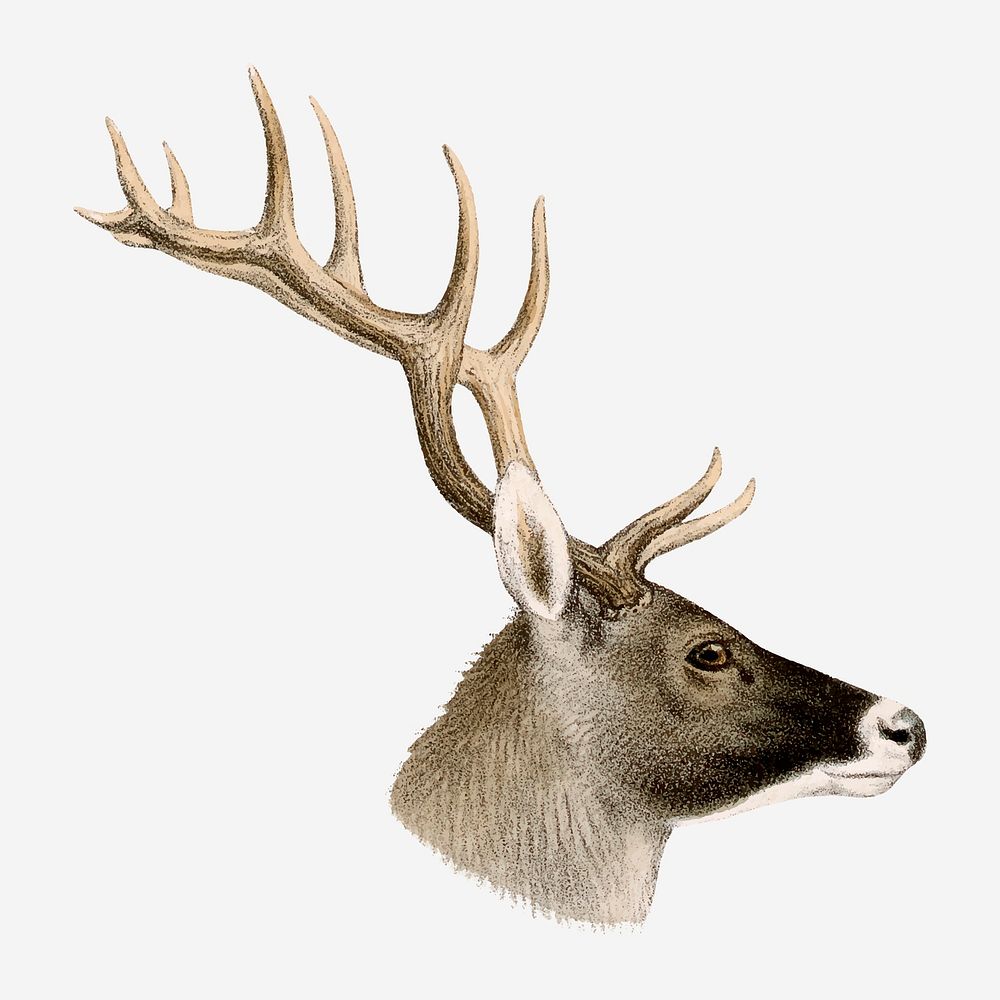 Deer collage element, vintage wildlife illustration vector