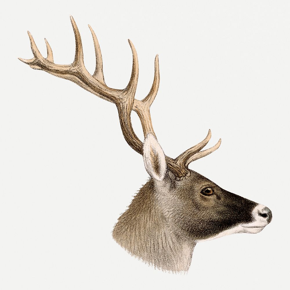 Deer collage element, vintage wildlife illustration psd