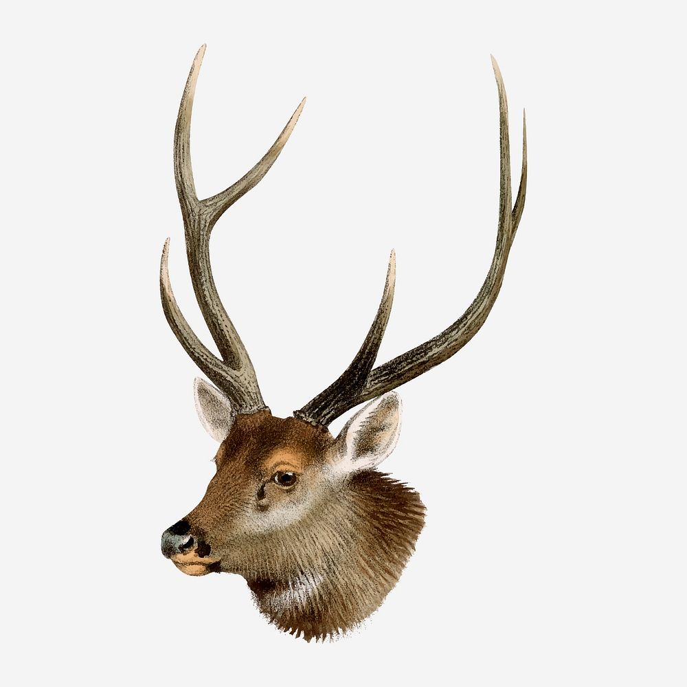 Sambar deer collage element, vintage wildlife illustration vector