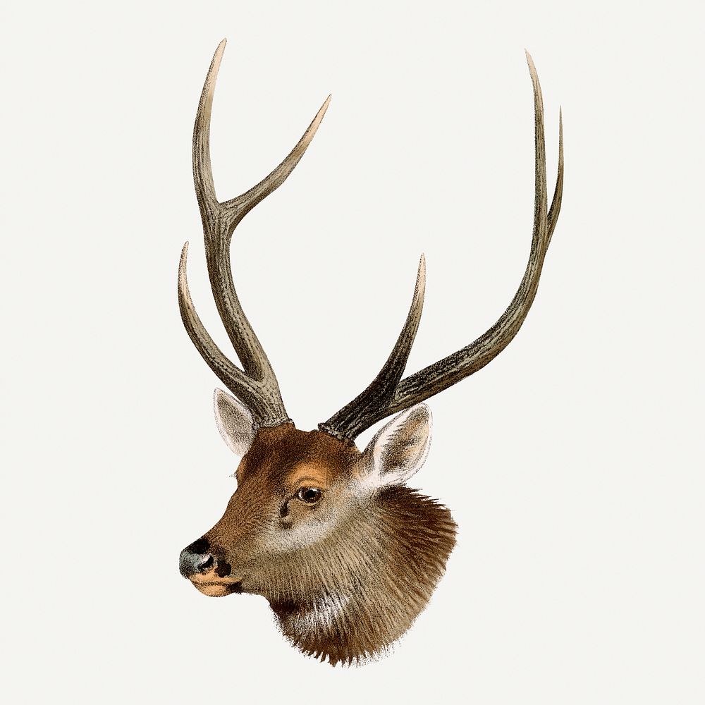 Vintage sambar deer illustration, wildlife & animal drawing