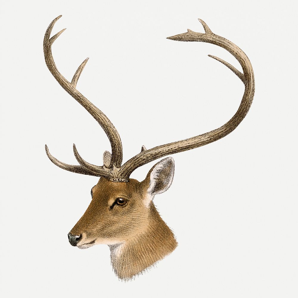 Deer collage element, vintage wildlife illustration psd