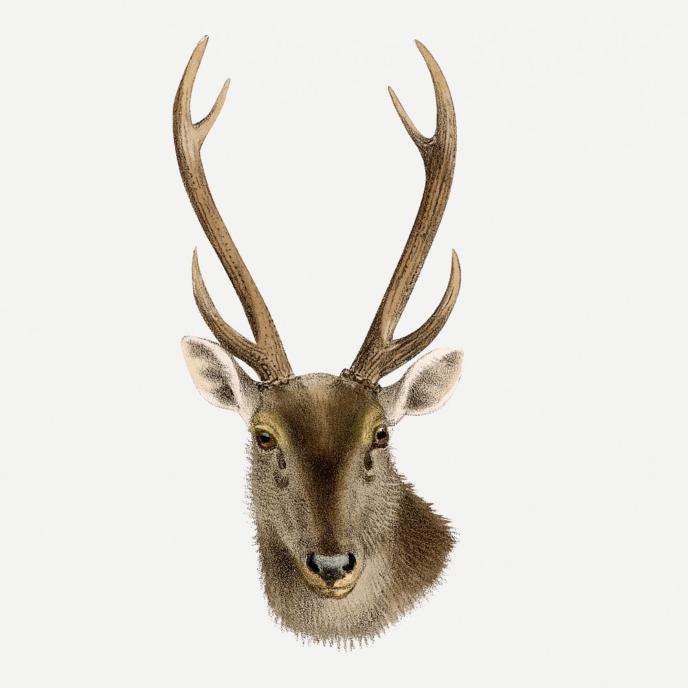Sambar deer collage element, vintage wildlife illustration psd
