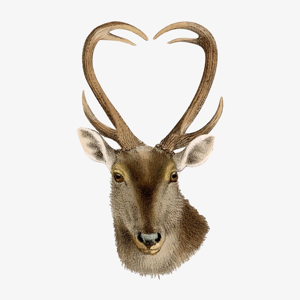 Deer collage element, vintage wildlife illustration vector  
