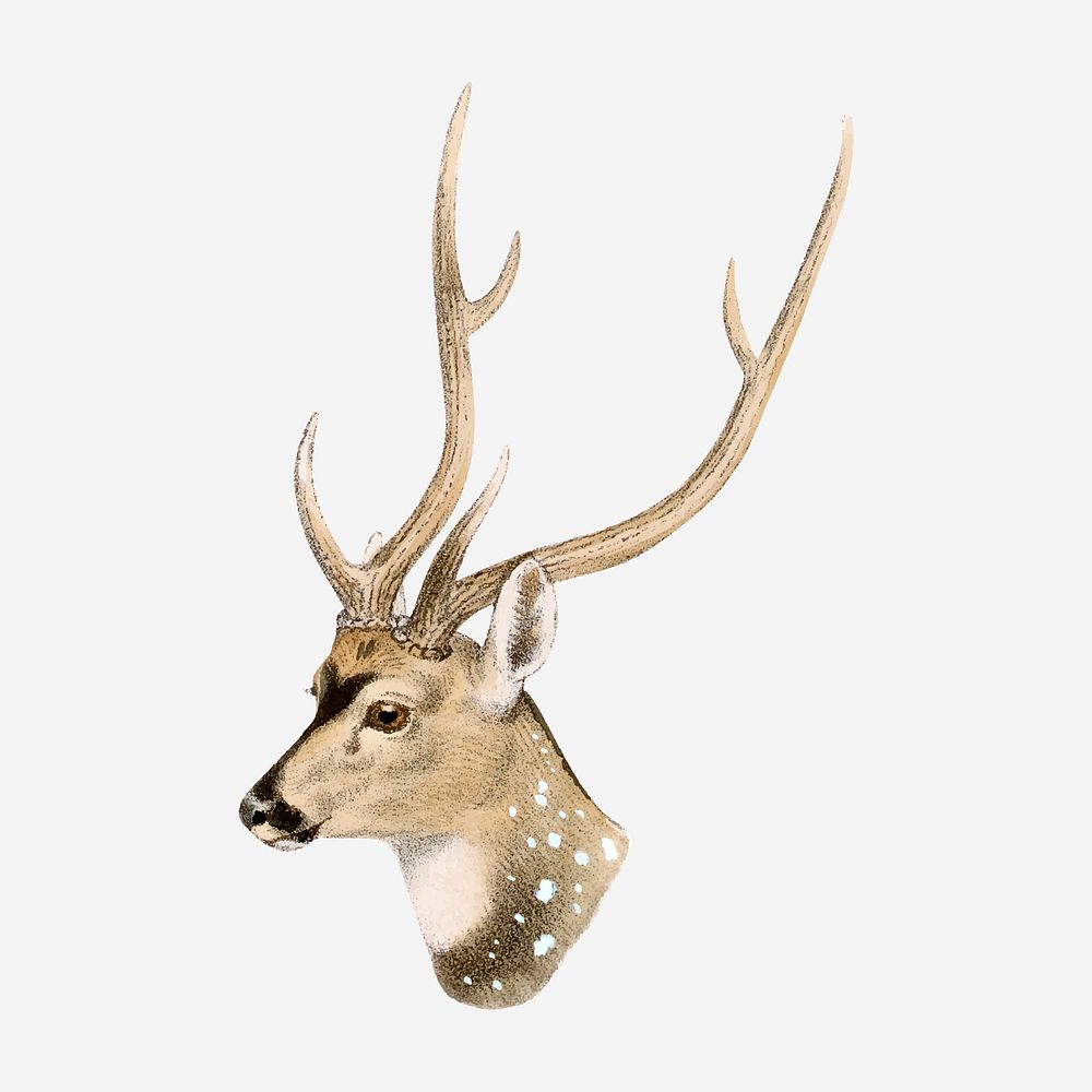 Vintage spotted deer illustration, wildlife & animal drawing vector