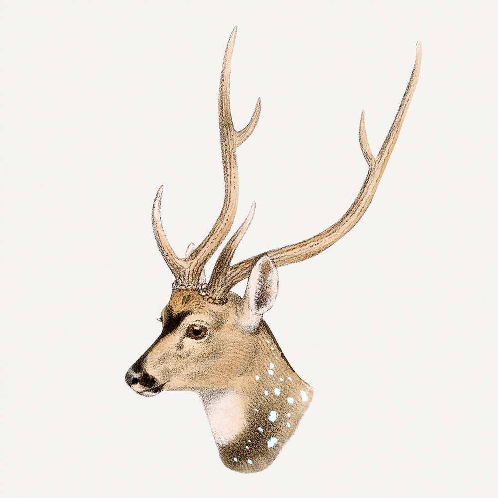 Vintage spotted deer illustration, wildlife & animal drawing
