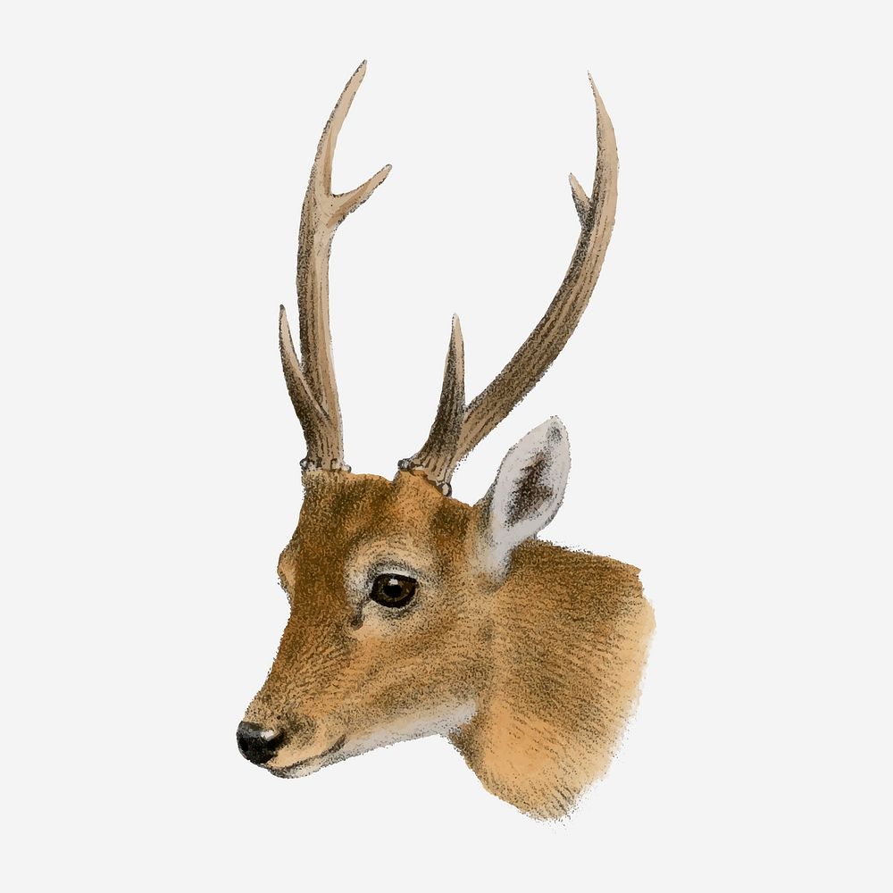 Deer clipart, vintage animal drawing vector