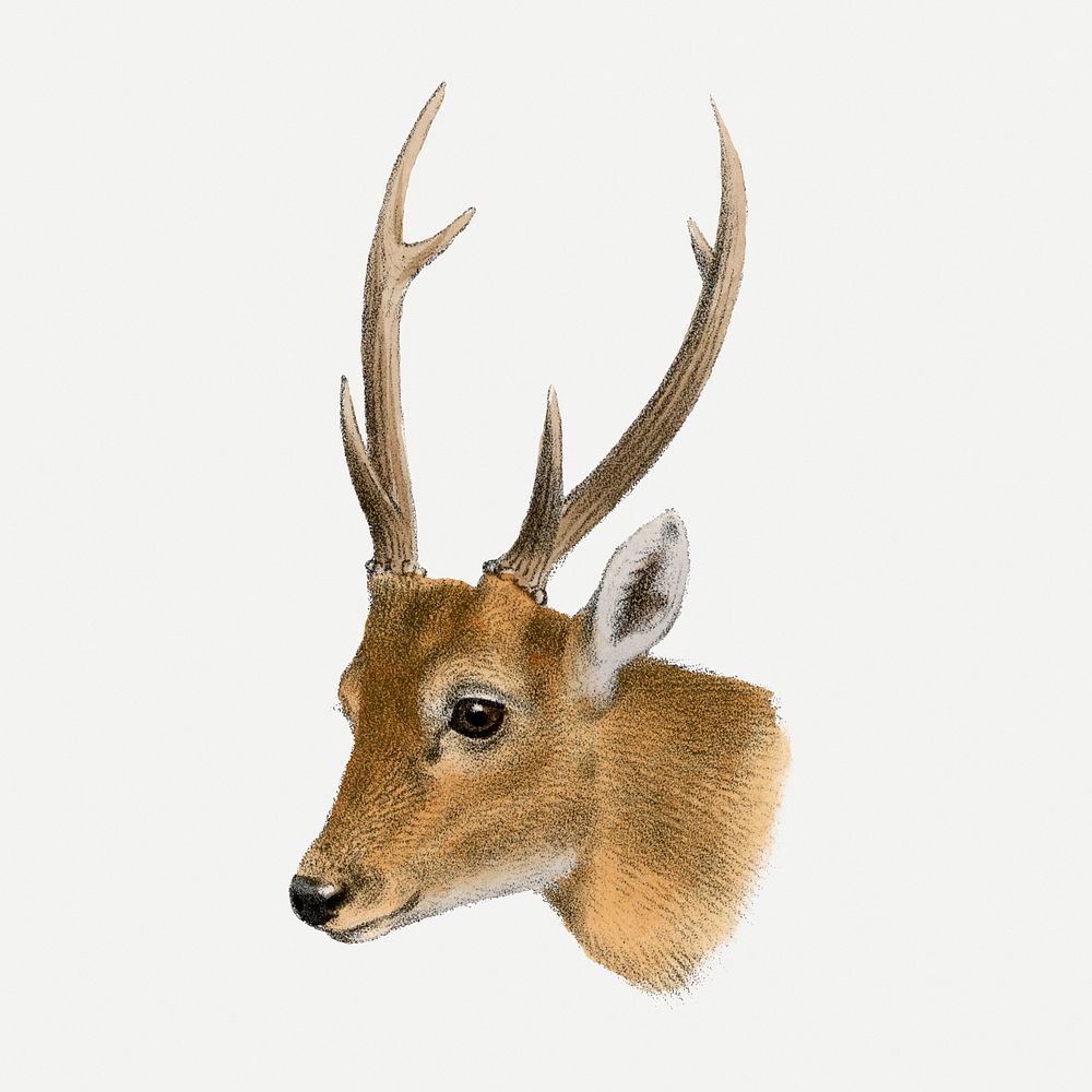 Deer clipart, vintage animal drawing psd