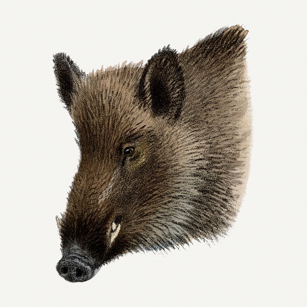 Vintage wild boar illustration, wildlife & animal drawing