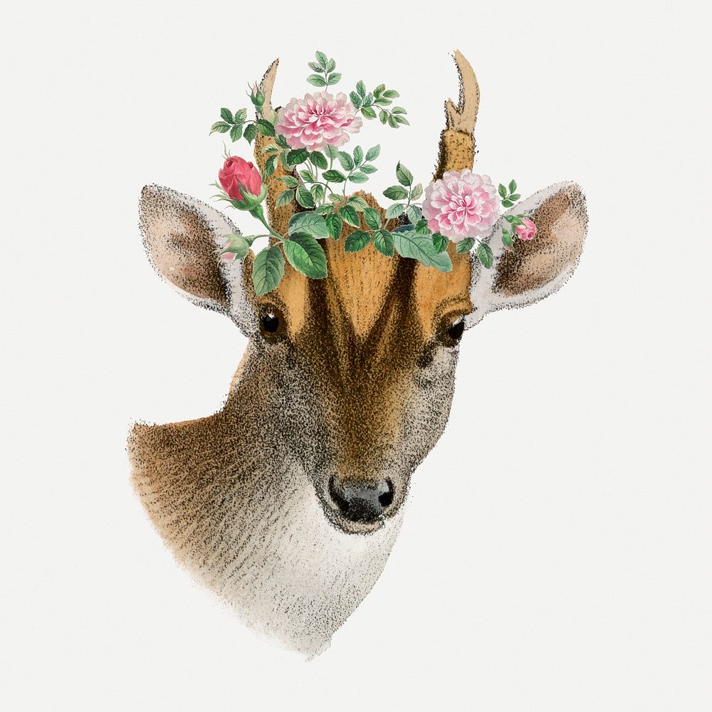 Muntjac clipart, vintage animal & flower drawing psd  