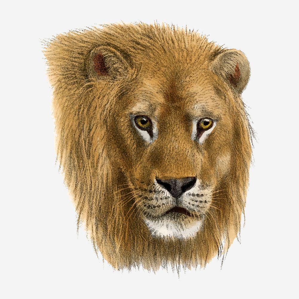 Lion collage element, vintage wildlife illustration vector