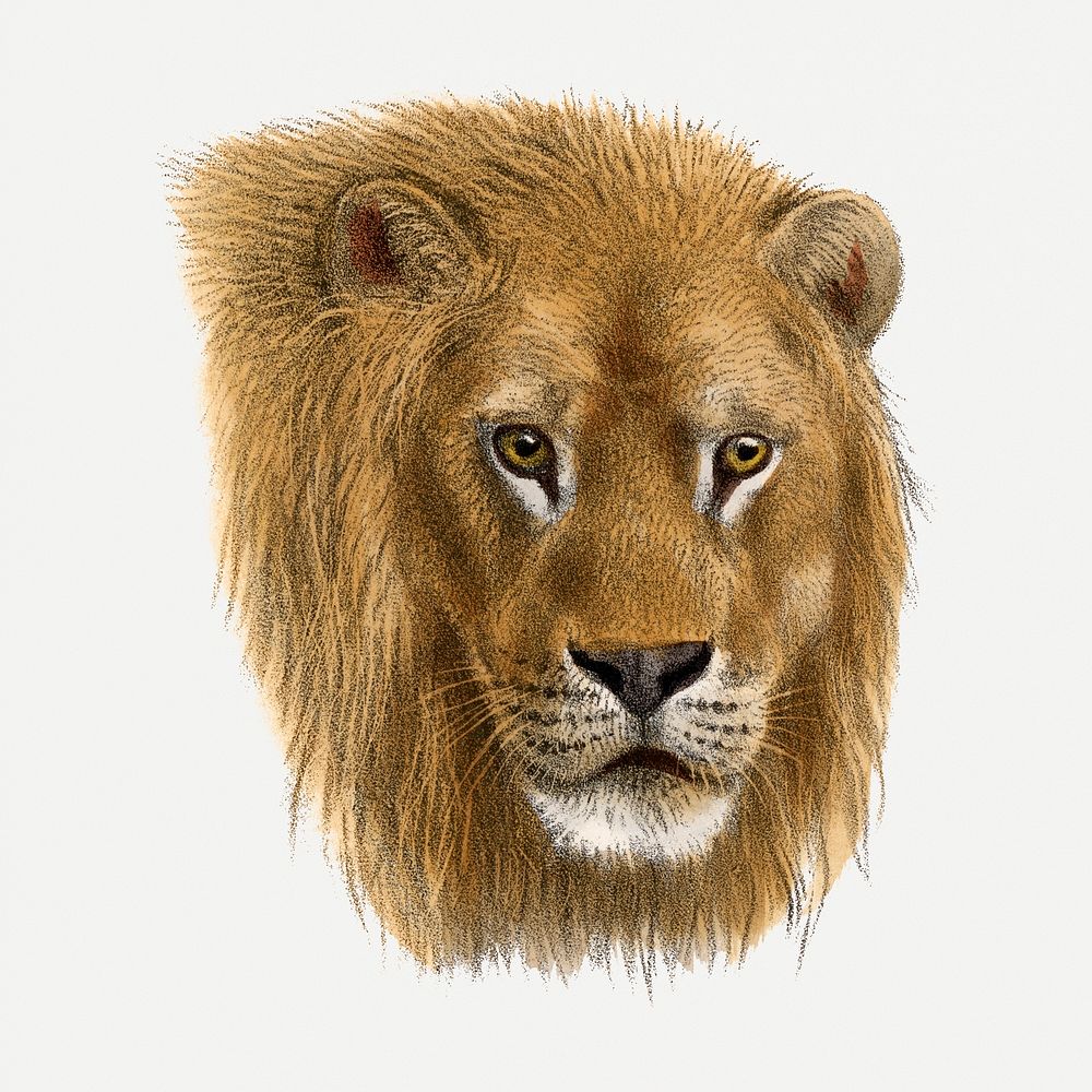 Lion collage element, vintage wildlife illustration psd