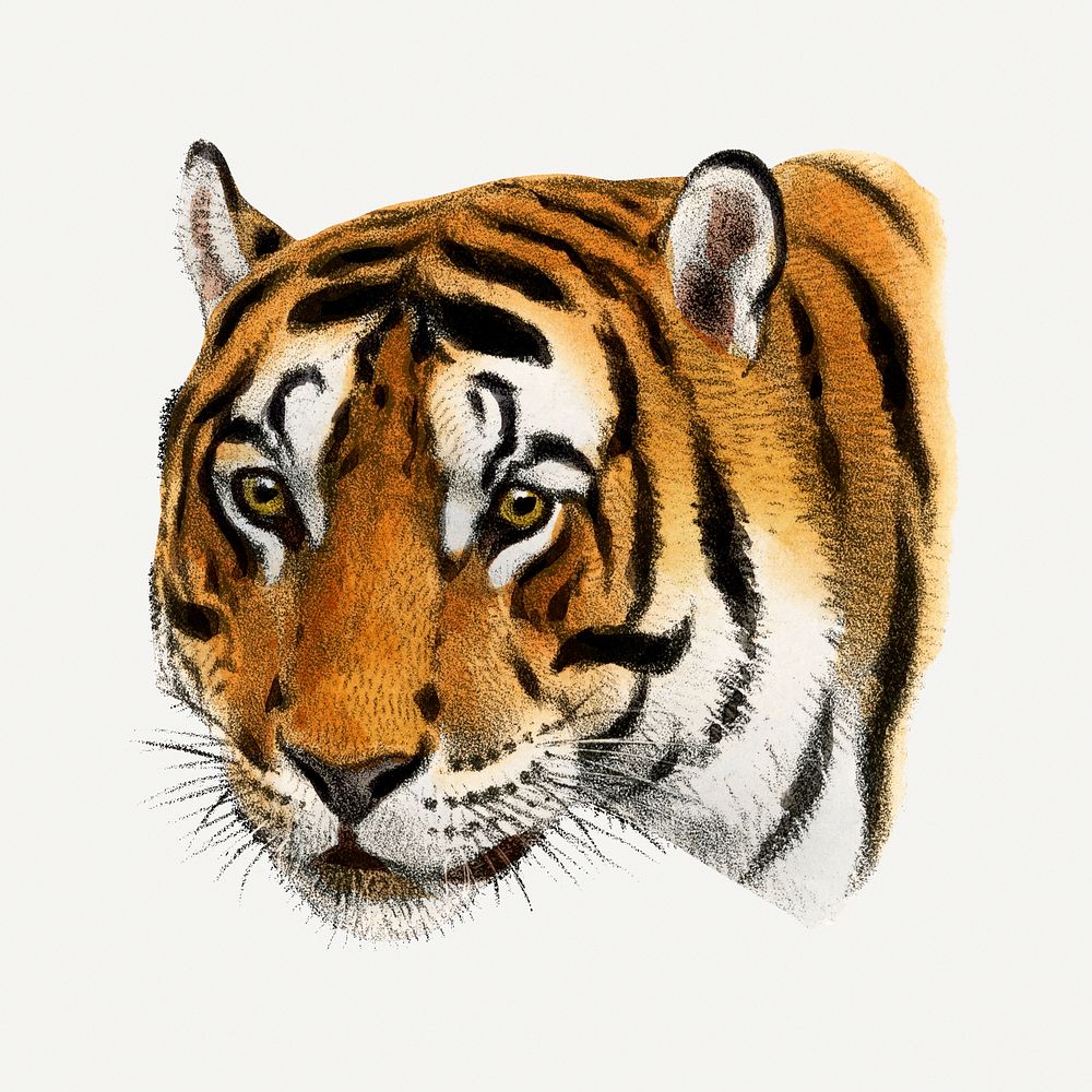 Vintage tiger illustration, wildlife & animal drawing