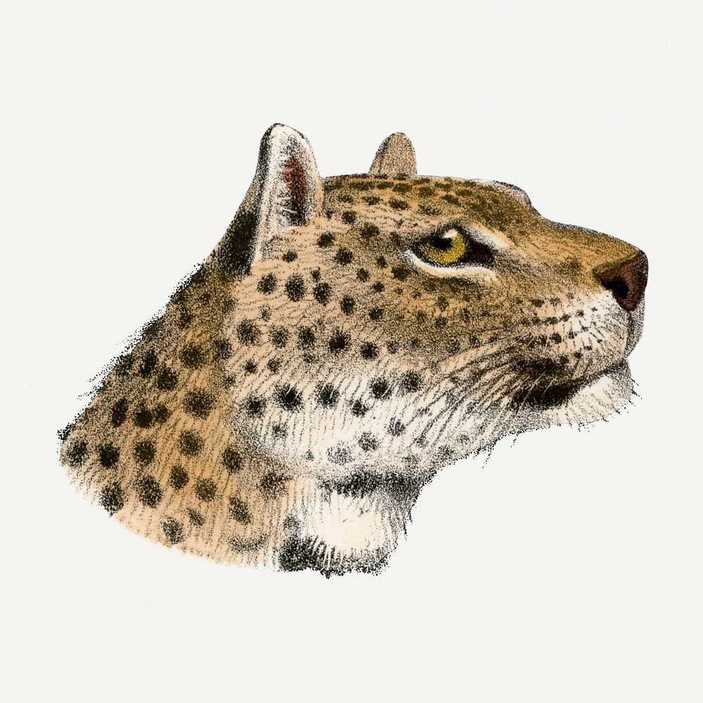 Vintage leopard illustration, wildlife & animal drawing