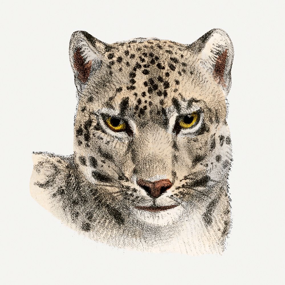 Vintage leopard illustration, wildlife & animal drawing