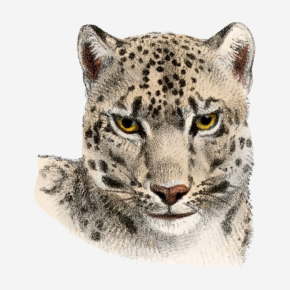 Leopard collage element, vintage wildlife illustration vector