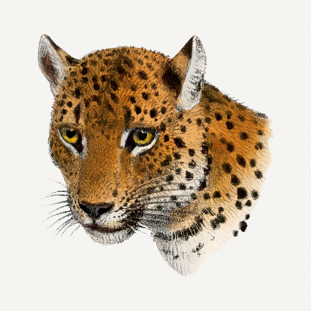 Vintage Indian leopard illustration, wildlife & animal drawing