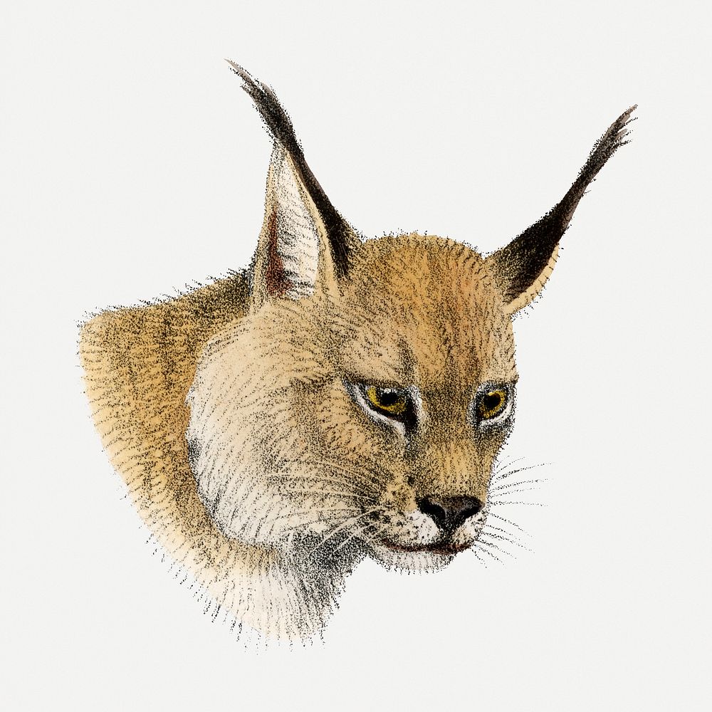 Lynx collage element, vintage wildlife illustration psd