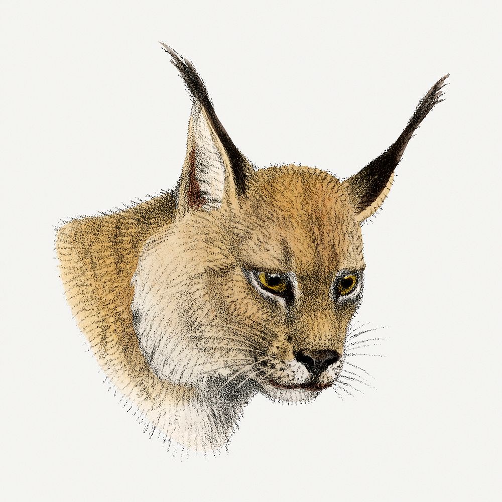 Lynx clipart, vintage animal drawing