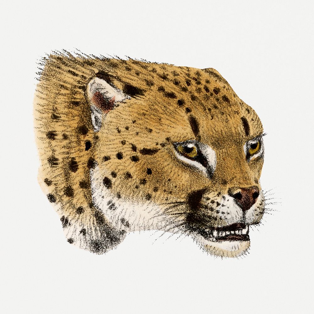 Leopard clipart, vintage animal drawing psd