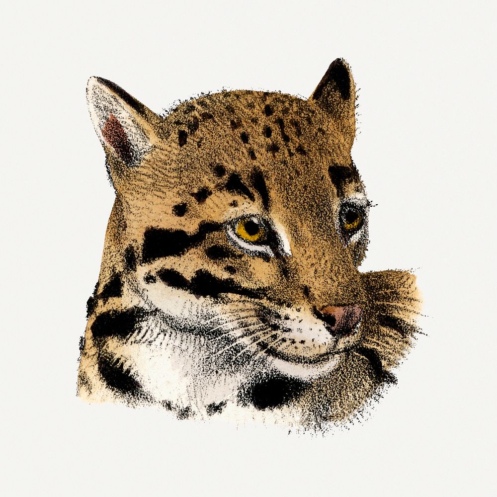 Leopard clipart, vintage animal drawing
