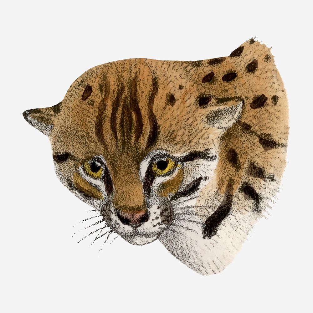 Leopard cat clipart, vintage animal drawing vector