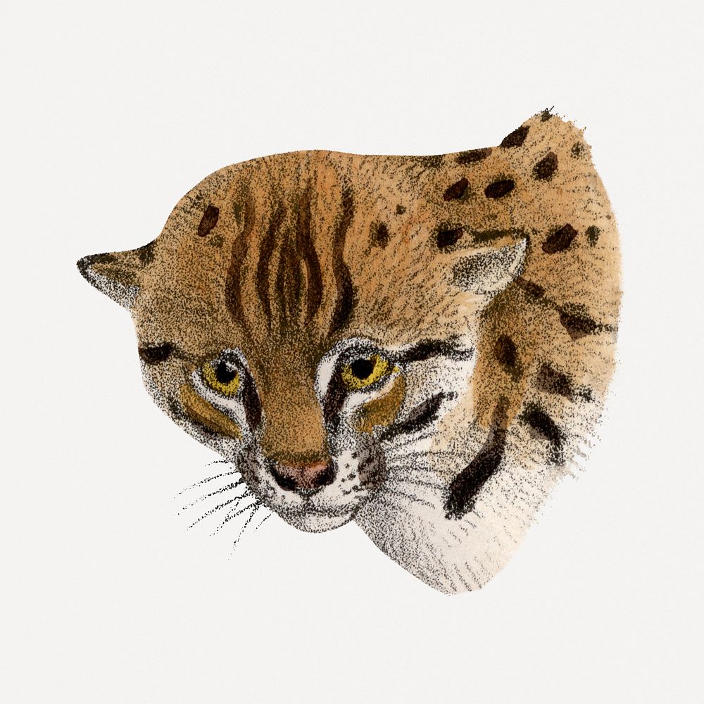 Leopard cat clipart, vintage animal drawing psd