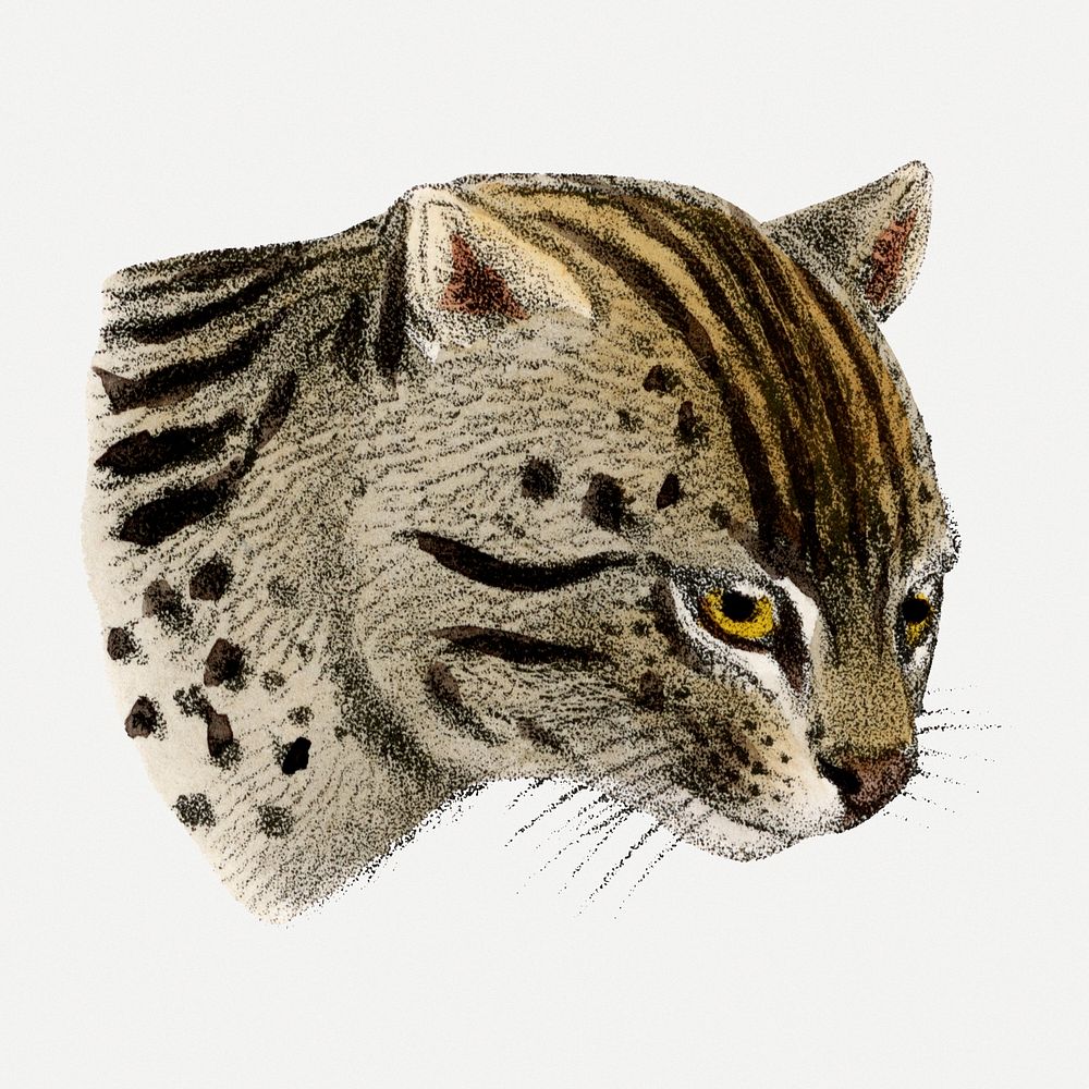 Fishing cat clipart, vintage animal drawing psd