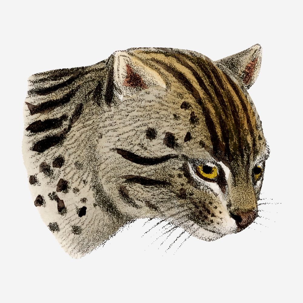 Fishing cat clipart, vintage animal drawing vector