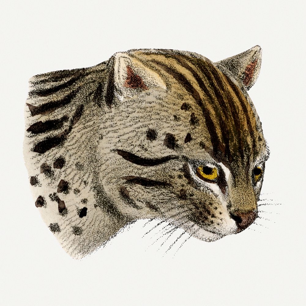 Fishing cat clipart, vintage animal drawing