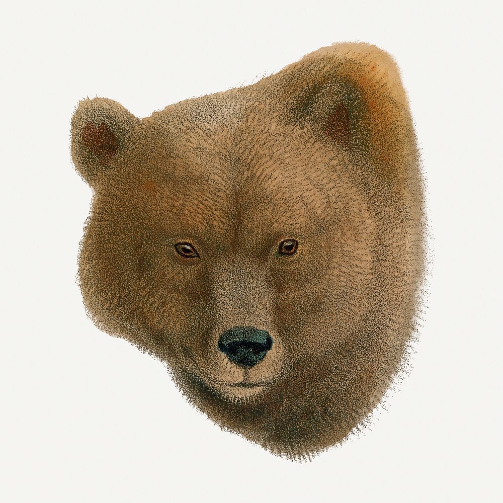 Bear illustration, vintage wildlife drawing