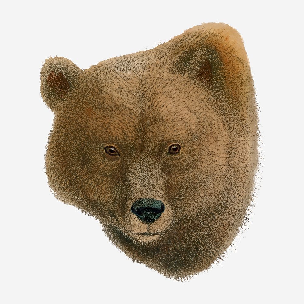Bear collage element, vintage wildlife illustration vector