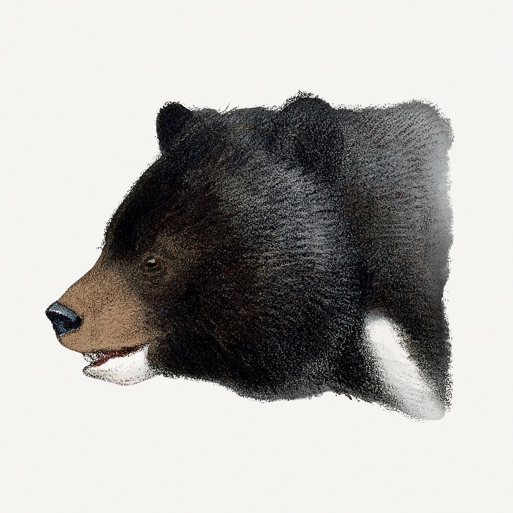 Vintage black bear illustration, wildlife & animal drawing